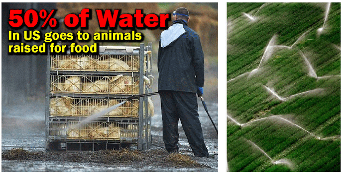 50% of water in US goes to animals raised for food.