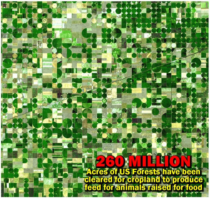 260 million acres of US Forests have been cleared for cropland to produce feed for animals raised for food.