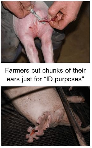 Farmers cut chunks of their ears just for “ID purposes”