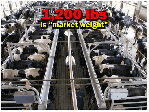 1,200 lbs. is “market weight”