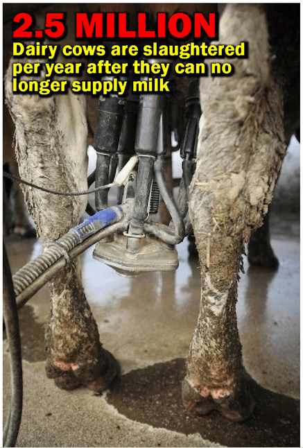 2.5 MILLION Dairy cows are slaughtered per year after they can no longer supply milk