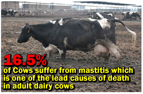 16.5% of cows suffer from mastitis which is one of the lead causes of death in adult dairy cows.