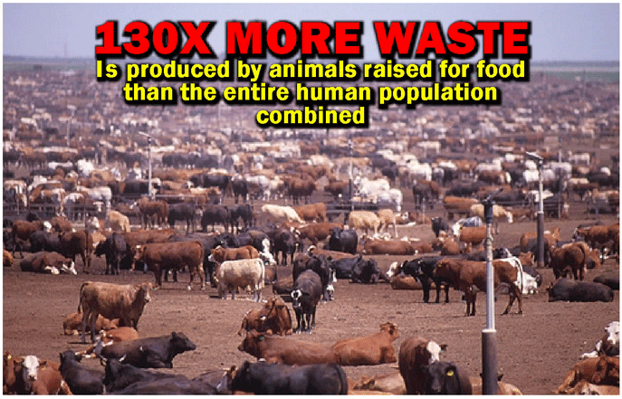 130 times more waste is produced by animals raised for food than the entire human population combined.