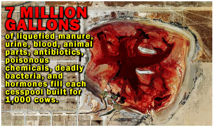 7 million gallons of liquefied manure, urine, blood, animal parts, antibiotics, poisonous chemicals, deadly bacteria, and hormones fill each cesspool built for 1,000 cows.
