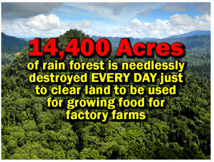 14,400 acres of rain forest is needlessly destroyed EVERYDAY just to clear land to be used for growing food for factory farms. 