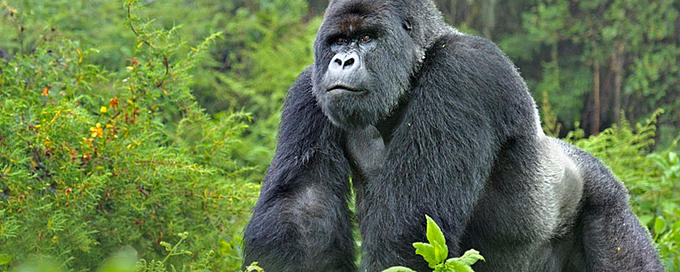 gorilla