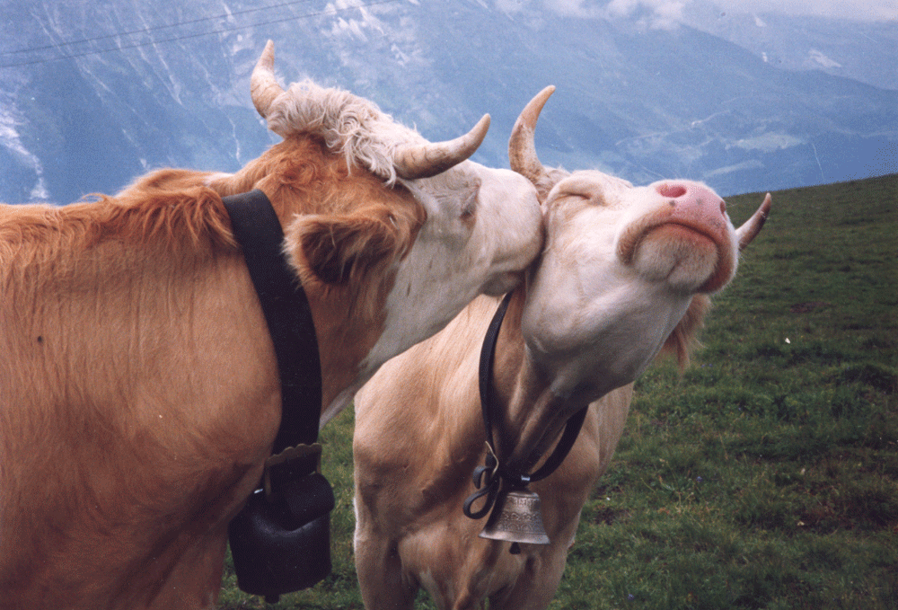 kissingcows