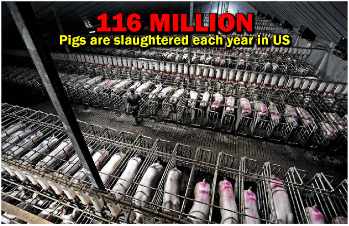116 million pigs are slaughtered each year in US.