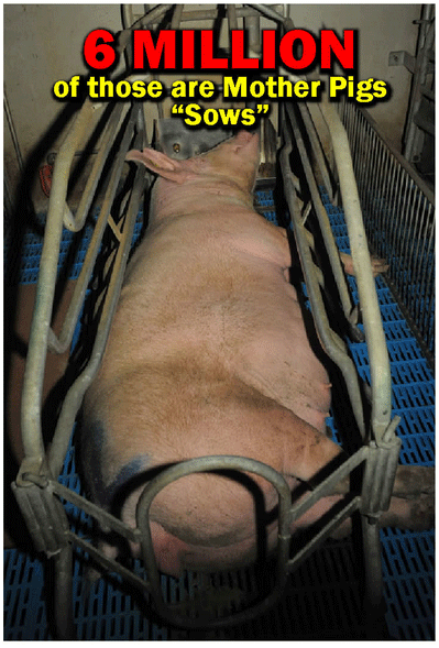6 million of those are Mother Pigs “sows”.