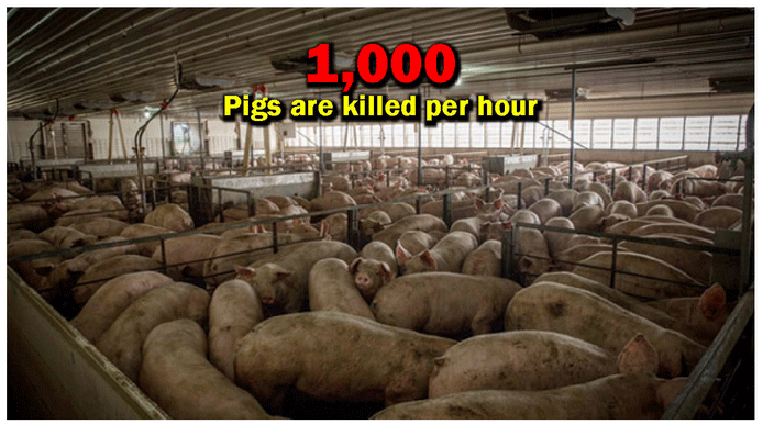 1,000 pigs are killed per hour.