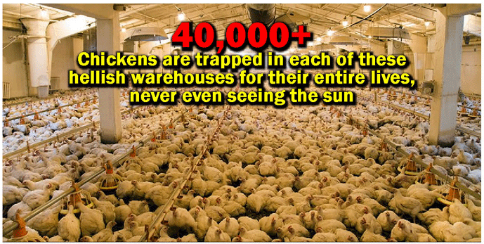 40,000+ chickens are trapped in each of these hellish warehouses for their entire lives, never even seeing the sun.