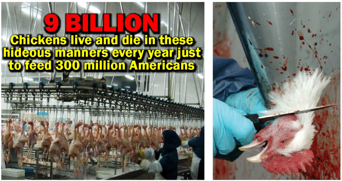 9 billion chickens live and die in these hideous manners every year just to feed 300 million Americans.