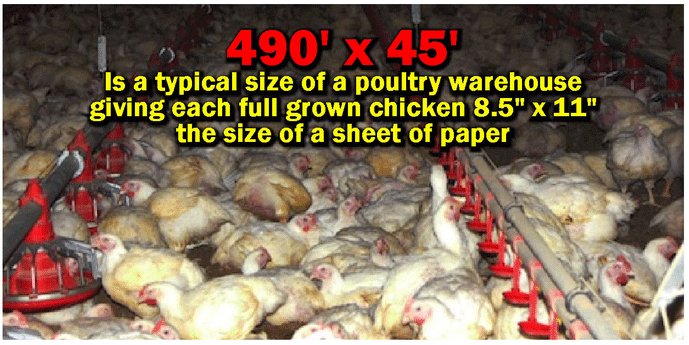 490 feet by 45 feet is a typical size of a poultry warehouse giving each full grown chicken 8.5 by 11 inches, the size of a sheet of paper.