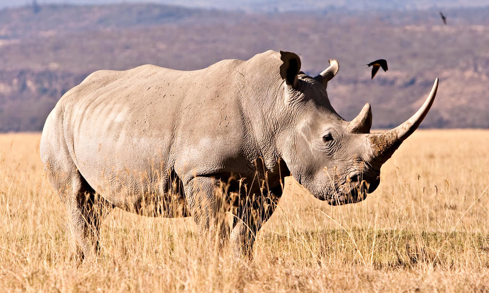 white-rhino_42993643